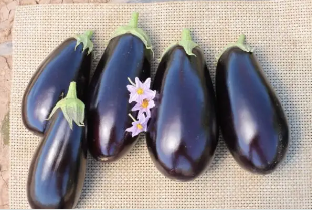 Eggplant Plants