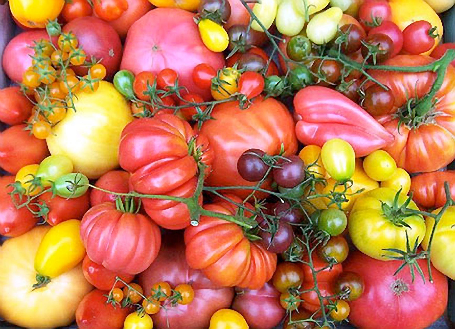 Class: Tomato Masters