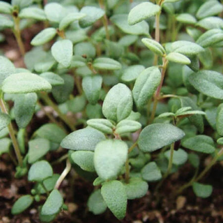 Thyme, French