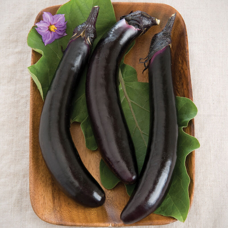 Japanese Eggplant