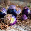 Tomatillo, Purple