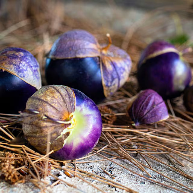 Tomatillo, Purple