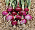 Onions, Red
