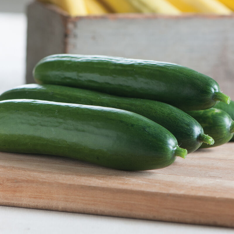 Cucumber, American Slicing