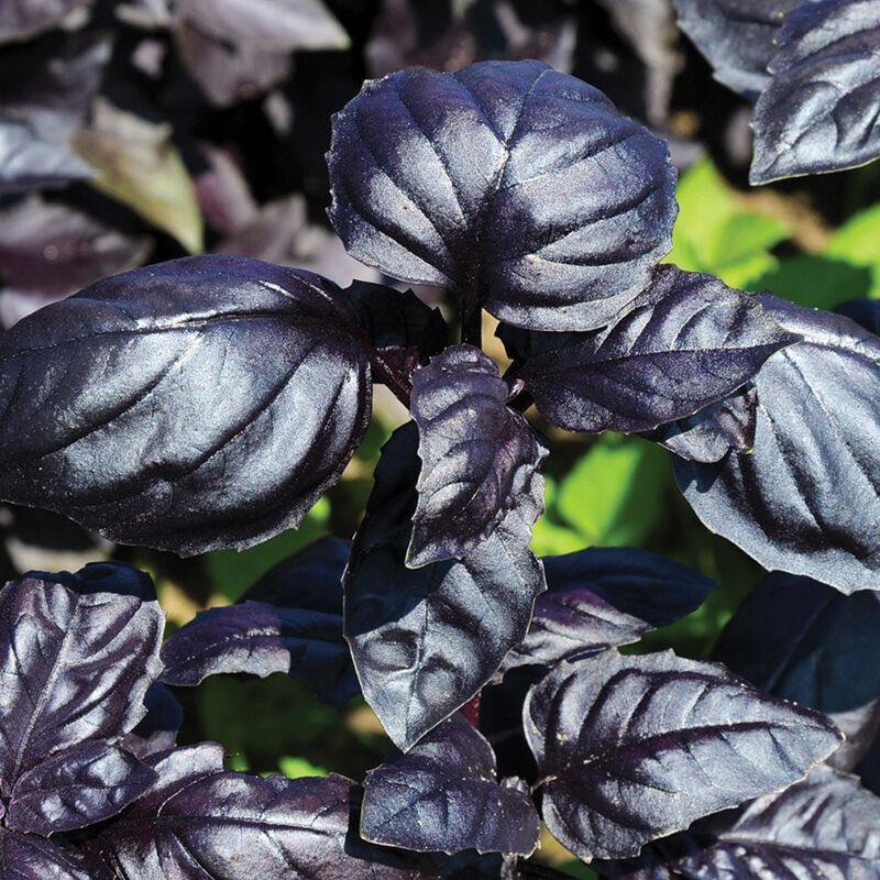 Basil, Purple