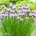 Chives