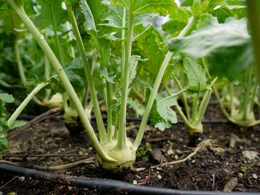 Class: Winter Vegetable Gardening