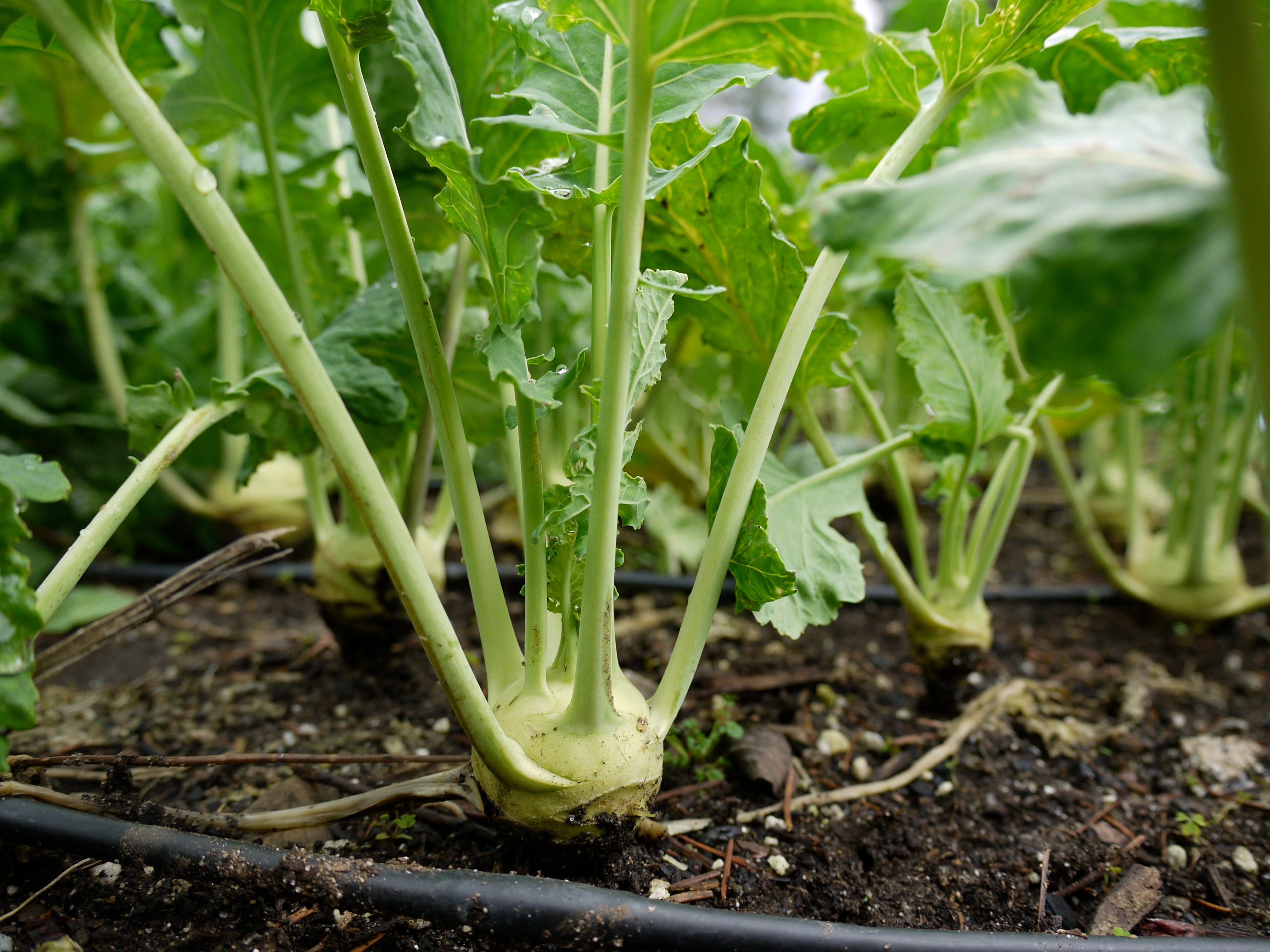Class: Winter Vegetable Gardening