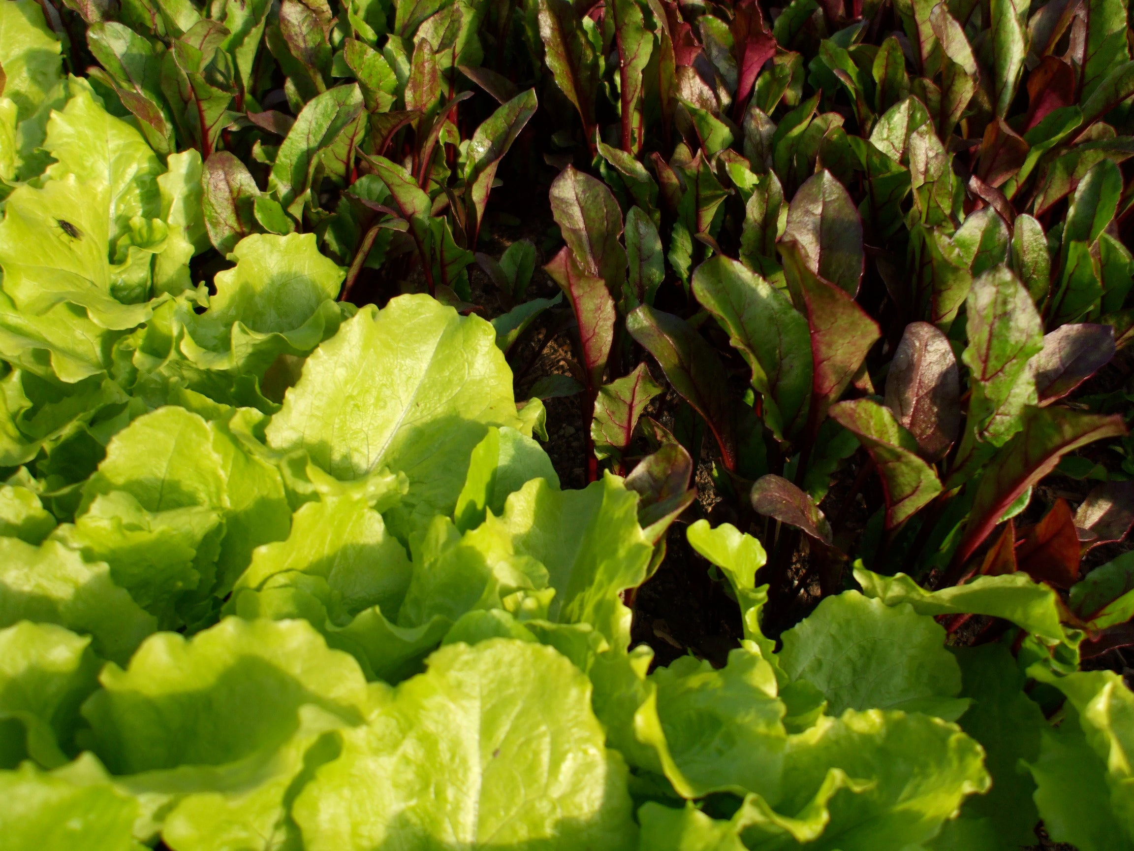 Class: Winter Vegetable Gardening
