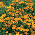 Marigold, Tangerine Gem