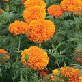Marigold, Giant Orange