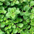 Oregano