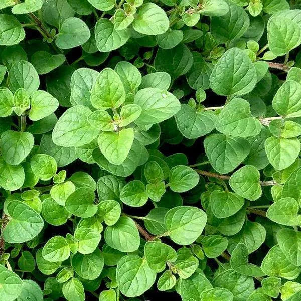 Oregano