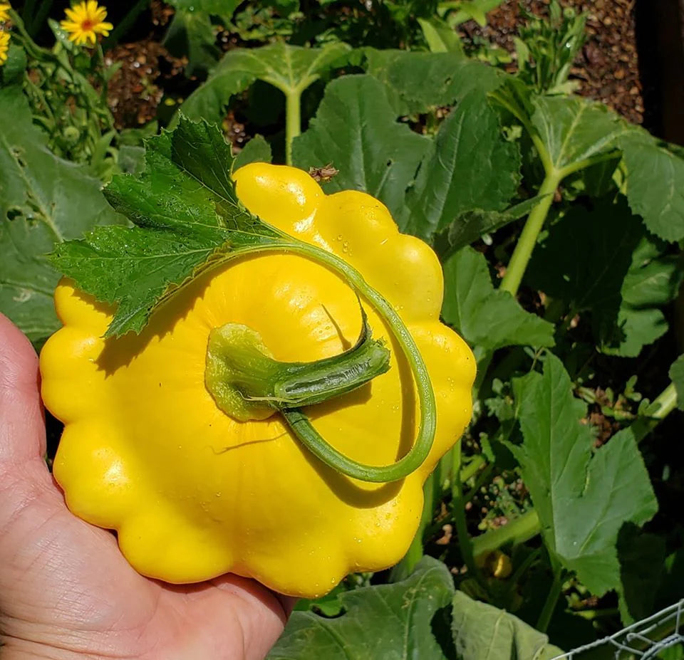 Squash - Patty Pan