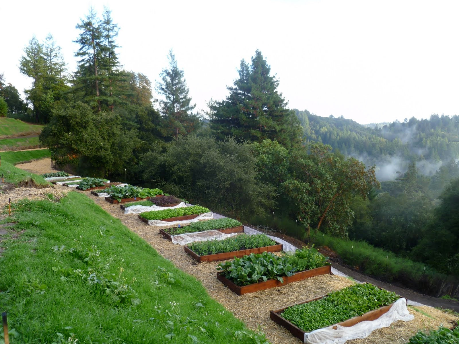 Class: Winter Vegetable Gardening