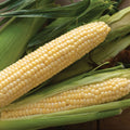 Corn, Sweet Yellow