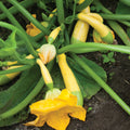 Squash - Yellow Crookneck, Zephyr